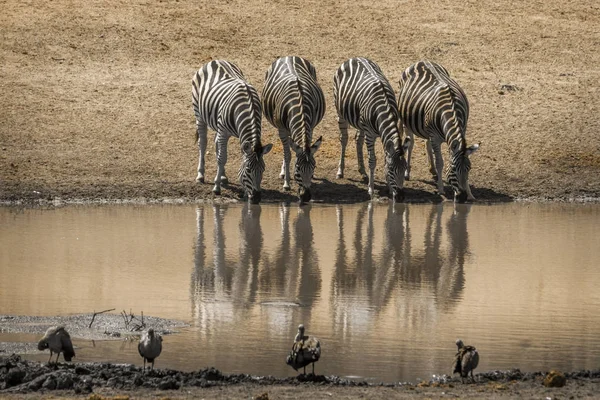 Alföldi zebra Kruger Nemzeti park, Dél-afrikai Köztársaság — Stock Fotó