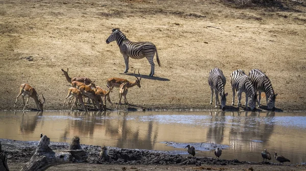 Llanuras de cebra e impala común en el Parque Nacional Kruger, South Af — Foto de Stock