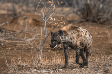 Benekli hyaena Kruger National park, Güney Afrika