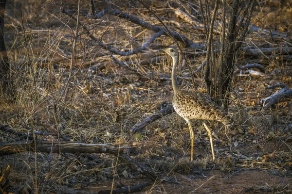 Black-bellied trap in Kruger National park, Zuid-Afrika — Stockfoto