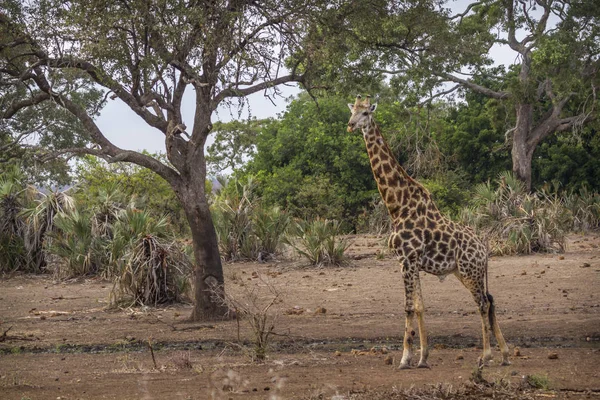 Żyrafa w Parku Narodowym Kruger, Republika Południowej Afryki — Zdjęcie stockowe