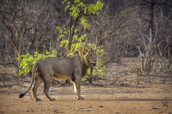 Afrikaanse leeuw in Kruger National park, Zuid-Afrika — Stockfoto