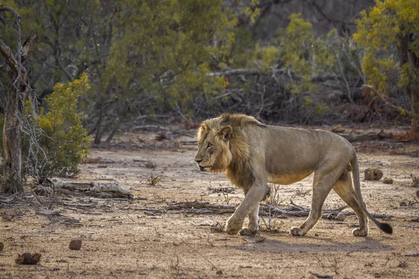 Afrikanska lejon i Kruger National park, Sydafrika — Stockfoto