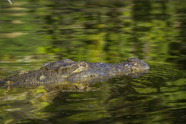 Nílusi krokodil Kruger Nemzeti park, Dél-afrikai Köztársaság — Stock Fotó