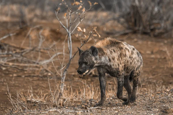 Gevlekte hyaena in Kruger National park, Zuid-Afrika — Stockfoto