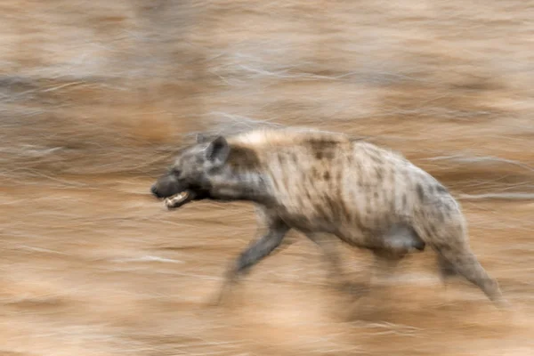 Gefleckte Hyäne im Kruger Nationalpark, Südafrika — Stockfoto