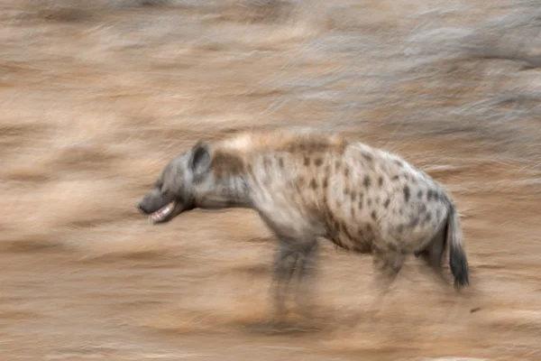 Hiaena manchada no parque nacional de Kruger, África do Sul — Fotografia de Stock
