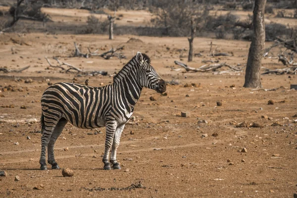 Zebra das planícies no Parque Nacional Kruger, África do Sul — Fotografia de Stock