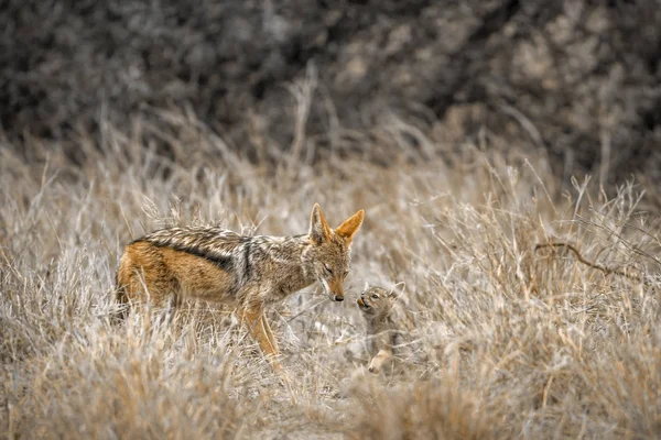 Chacal apoiado por negros no Parque Nacional Kruger, África do Sul — Fotografia de Stock