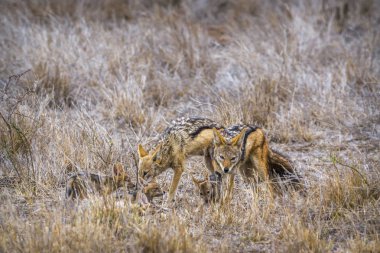 Kara sırtlı çakal Kruger National park, Güney Afrika