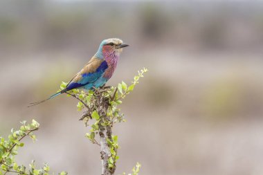 Kruger Ulusal Parkı, Güney Afrika 'da leylak göğüslü bir paten.