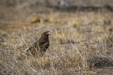 Wahlberg 'in kartalı Kruger Ulusal Parkı, Güney Afrika
