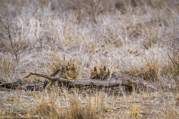 Чернохвостый шакал в Национальном парке Крюгер, ЮАР — стоковое фото