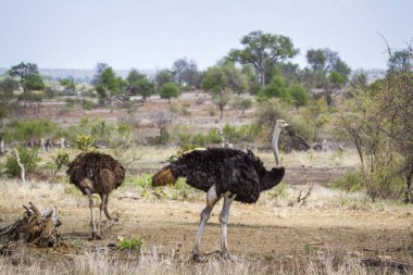 Afrikalı devekuşu Kruger National park, Güney Afrika