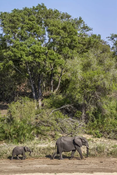 Éléphant de brousse d'Afrique dans le parc national Kruger, Afrique du Sud — Photo