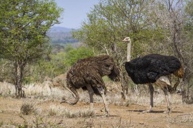 Afrikalı devekuşu Kruger National park, Güney Afrika