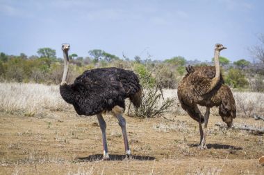 Afrikalı devekuşu Kruger National park, Güney Afrika
