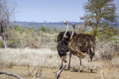 Afrikalı devekuşu Kruger National park, Güney Afrika