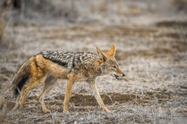 Kara sırtlı çakal Kruger National park, Güney Afrika