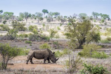 Güney beyaz gergedan Kruger National park, Güney Afrika