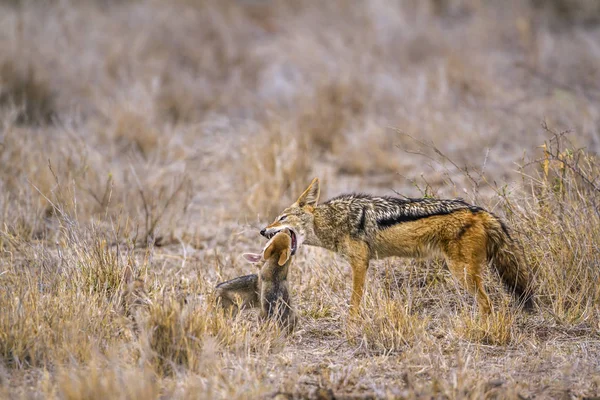 Czaprakowy w Kruger National park, Afryka Południowa — Zdjęcie stockowe