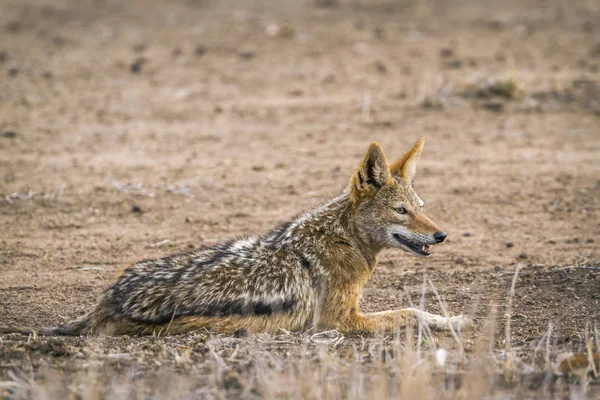 セグロジャッカル クルーガー国立公園、南アフリカ共和国 — ストック写真