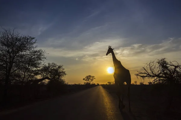 Giraffa nel Parco Nazionale di Kruger, Sud Africa — Foto Stock