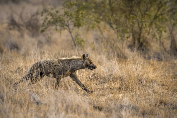 Zauważył że w Kruger National park, Afryka Południowa — Zdjęcie stockowe