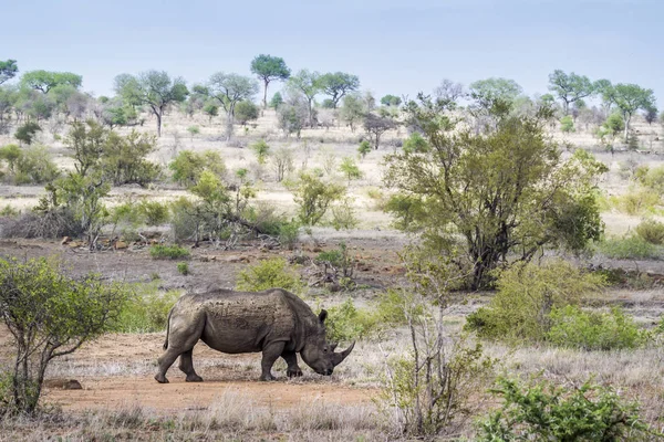 Southern white rhinoceros in Kruger National park, South Africa — Stock Photo, Image