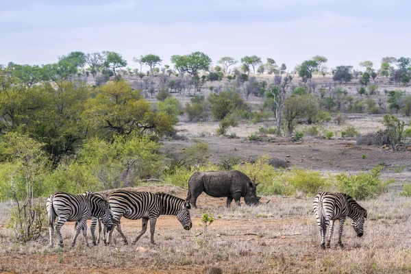 Pianure zebra e rinoceronte bianco meridionale in Kruger Nazionale pa — Foto Stock