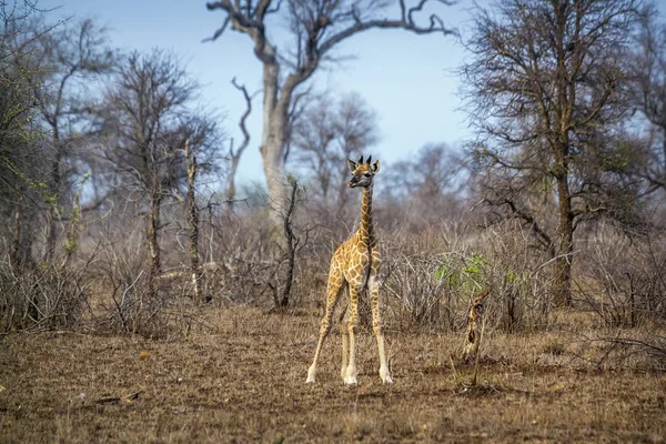 Giraffe in Kruger National Park, Zuid-Afrika — Stockfoto