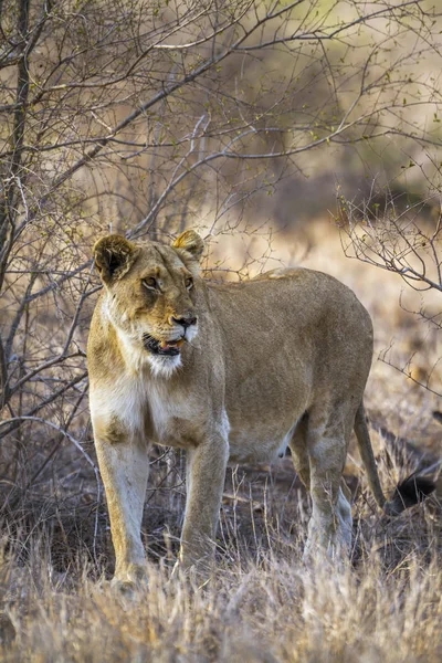 Afrikaanse leeuw in Kruger National park, Zuid-Afrika — Stockfoto