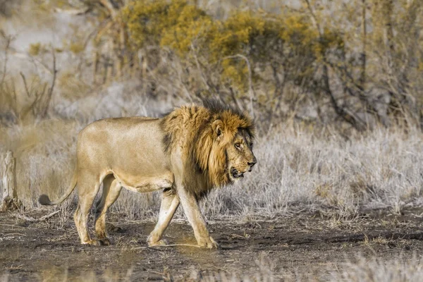 非洲狮在南非克鲁格国家公园 — 图库照片
