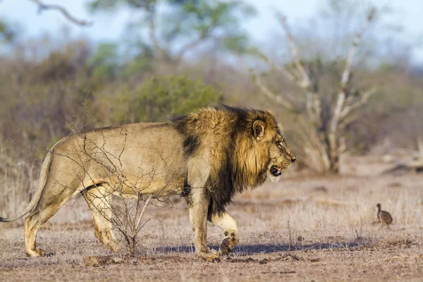 Африканський Лев в Національний парк Крюгера, Південно-Африканська Республіка — стокове фото