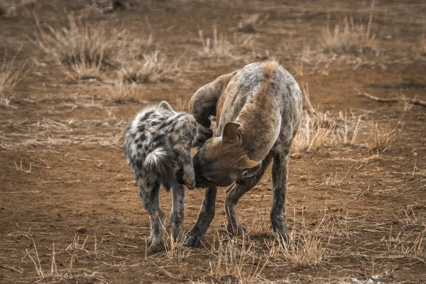 Strakaté hyaena v Kruger National park, Jihoafrická republika — Stock fotografie