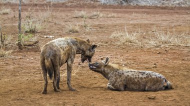Benekli hyaena Kruger National park, Güney Afrika