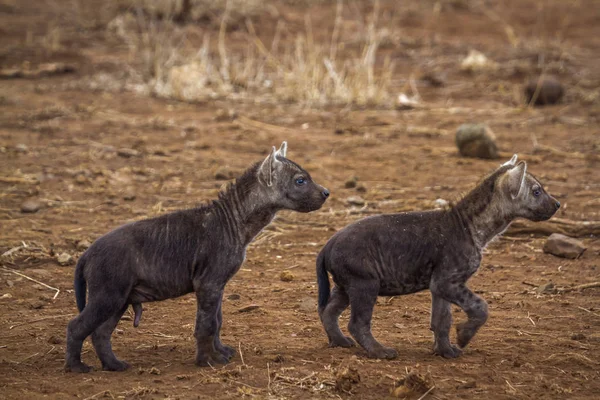 Zauważył że w Kruger National park, Afryka Południowa — Zdjęcie stockowe