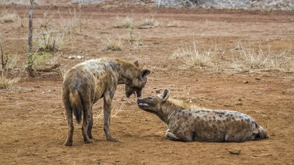 Strakaté hyaena v Kruger National park, Jihoafrická republika — Stock fotografie