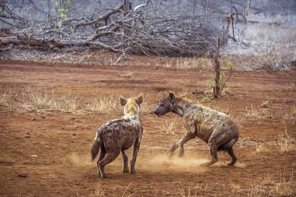 Gevlekte hyaena in Kruger National park, Zuid-Afrika — Stockfoto