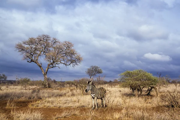 Llanuras de cebra en el Parque Nacional Kruger, Sudáfrica — Foto de Stock