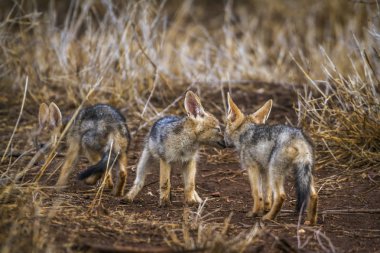 Kara sırtlı çakal Kruger National park, Güney Afrika