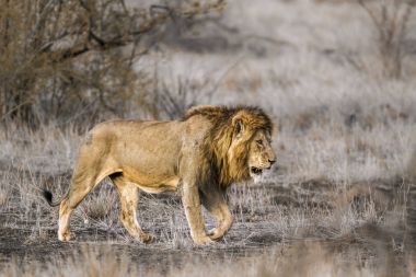 Afrika aslanı Kruger National park, Güney Afrika