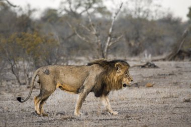 Afrika aslanı Kruger National park, Güney Afrika