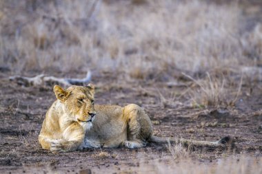 Afrika aslanı Kruger National park, Güney Afrika