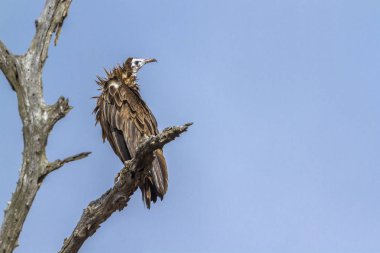 Beyaz başlı akbaba Kruger National park, Güney Afrika