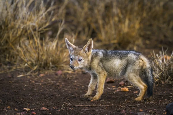 Chacal apoiado por negros no Parque Nacional Kruger, África do Sul — Fotografia de Stock