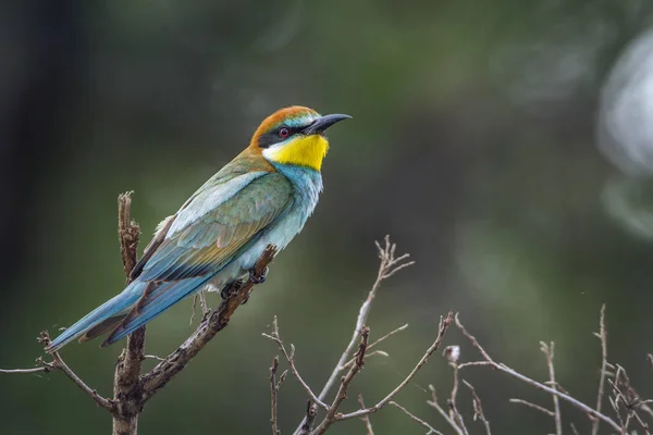 Avrupa arı kuşugiller Kruger National park, Güney Afrika — Stok fotoğraf