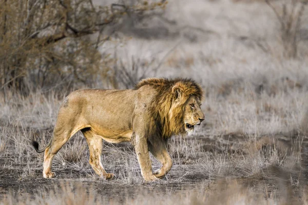 Afrikanska lejon i Kruger National park, Sydafrika — Stockfoto