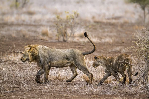 Leul african în Parcul Național Kruger, Africa de Sud — Fotografie, imagine de stoc