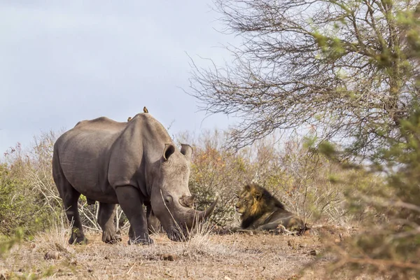 Südliches Breitmaulnashorn und afrikanischer Löwe im kruger Nationalpark — Stockfoto